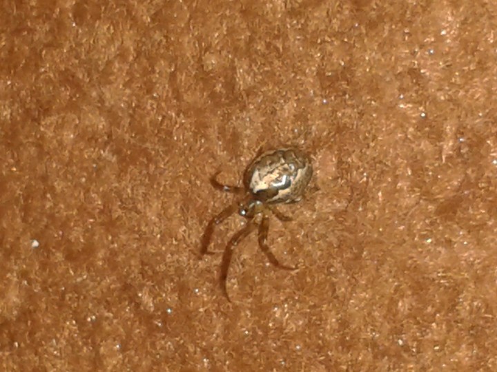 False Widow Spider 999 - No, Zygiella Copyright: Zoe Steward