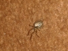 False Widow Spider 999 - No, Zygiella