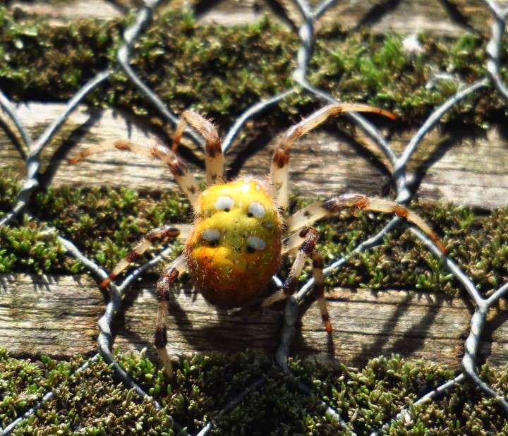 Rodden Nature Reserve - Four-spotted Orb Weaver Copyright: Eve Tigwell