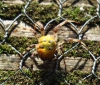 Rodden Nature Reserve - Four-spotted Orb Weaver