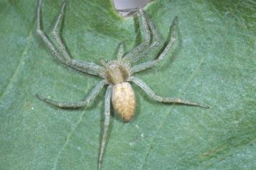 Philodromus albidus Copyright: Peter Harvey