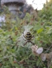 Wasp Spider Little Oakley