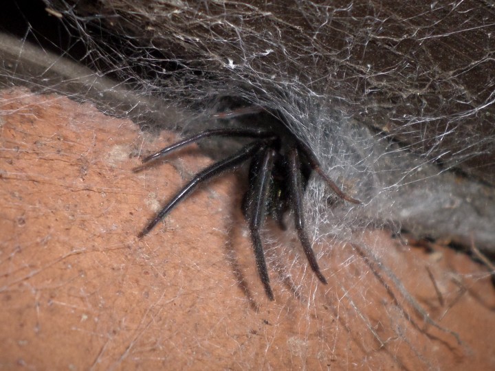 Female Tube Spider Copyright: Howard Hodges