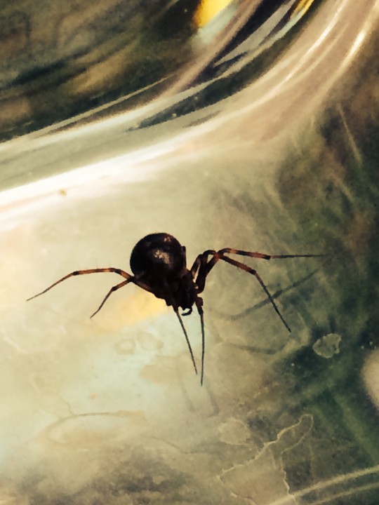 Not False Widow found in compost bin 2 Copyright: Christopher Hodge