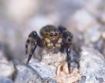 Talavera aequipes male Copyright: Peter Harvey