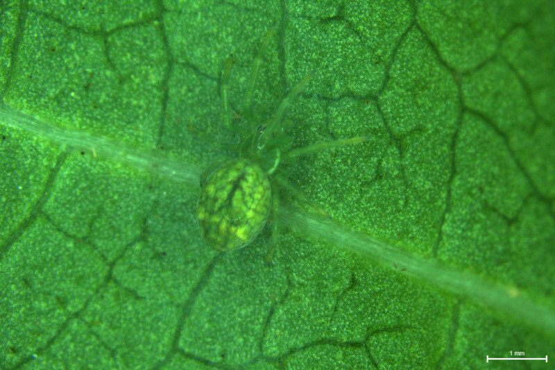 Nigma walckenaeri under a Leica light microscope Copyright: Innis Abdulla