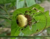 Araneus marmoreus var. pyramidatus Sep 16
