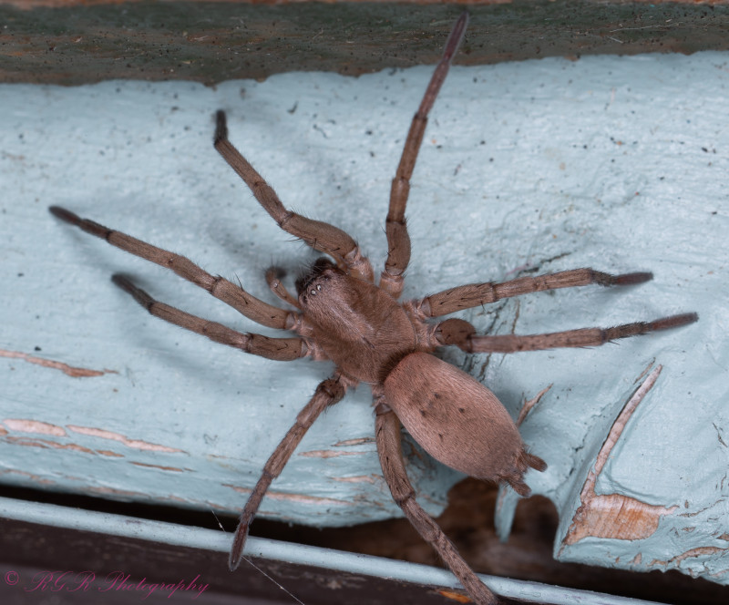 Drassodes Cupreus on shed Copyright: Robert Rogers