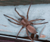 Drassodes Cupreus on shed