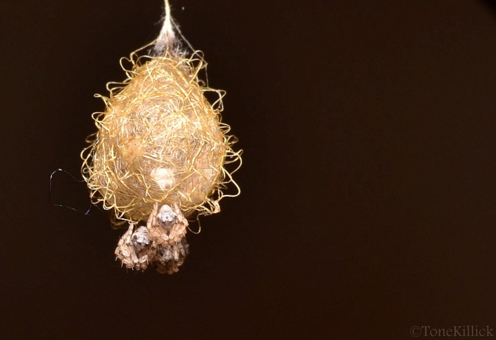 Ero aphana egg sac with newly hatched spiderlings 2 Copyright: Tone Killick