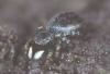 Talavera petrensis female