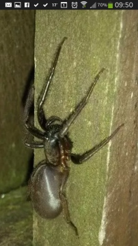 Tube Web Spider in Somerset 1 Copyright: Samantha Thurston