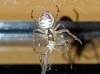 Belfast spider 2