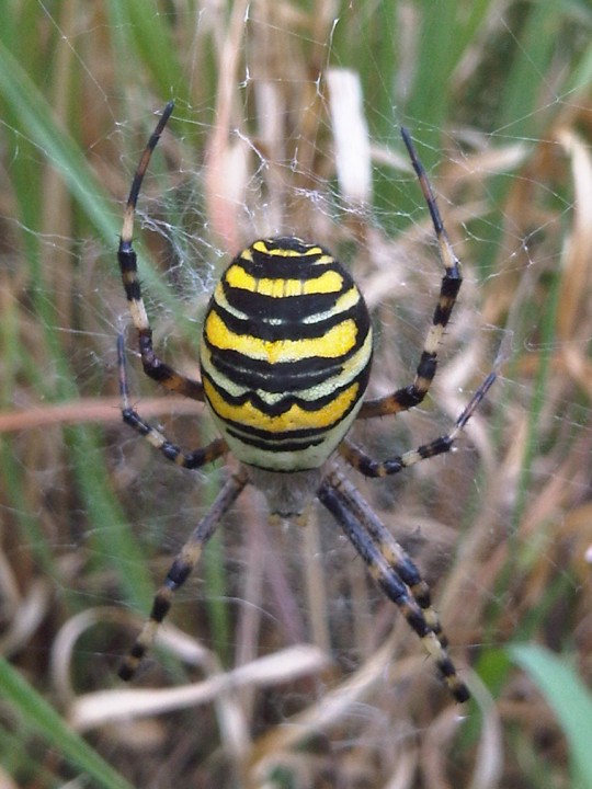 Wasp Spider in pony field Copyright: Caron Knox