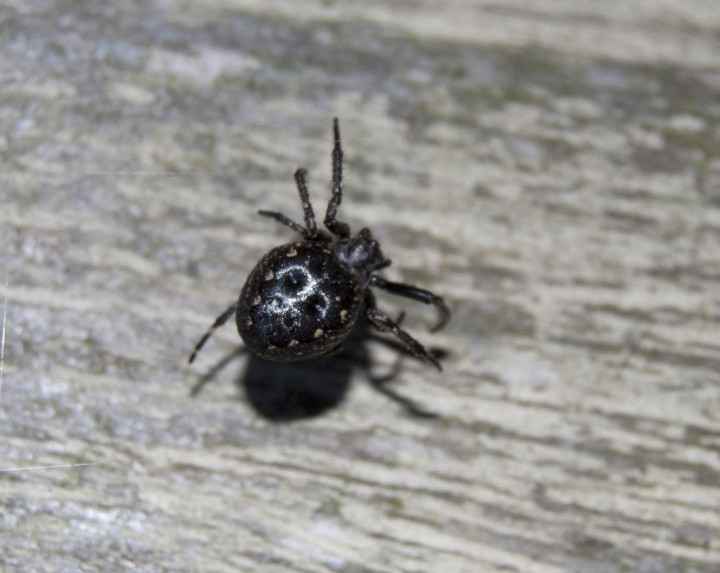 Black spider - Help to Identify Please Copyright: Nicola Owen