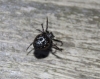 Black spider - Help to Identify Please Copyright: Nicola Owen