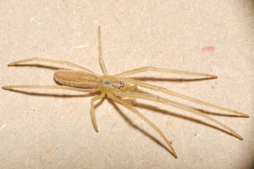 Tetragnatha striata Copyright: Esmond Brown