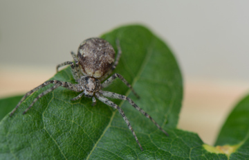 Philodromus buxi f Copyright: David Carr