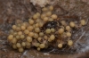 Amaurobius similis matriphagy
