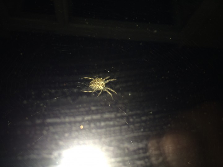 Night time spider kitchen window 1 Copyright: Kate Turner