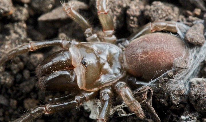 Atypus affinis (Purseweb spider) Copyright: MG
