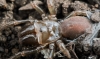 Atypus affinis (Purseweb spider)