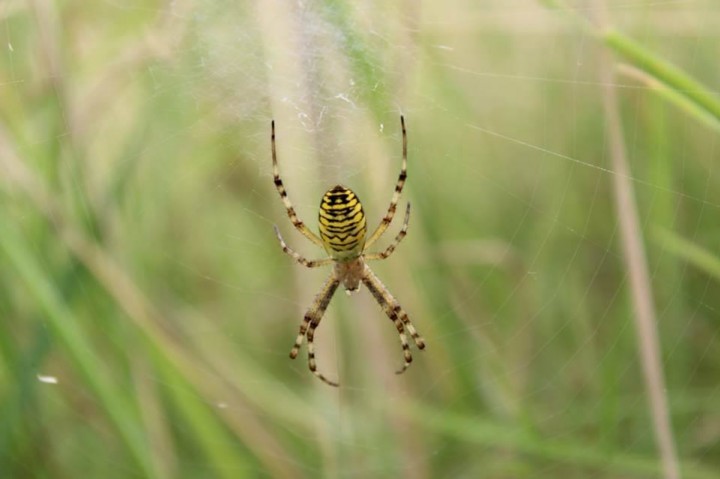 Wasp Spider in Berks Copyright: Dominic Mackenzie