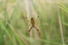 Wasp Spider in Berks