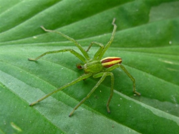 Micrommata virescens male Copyright: Barrie Jones