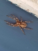 big spider captured 