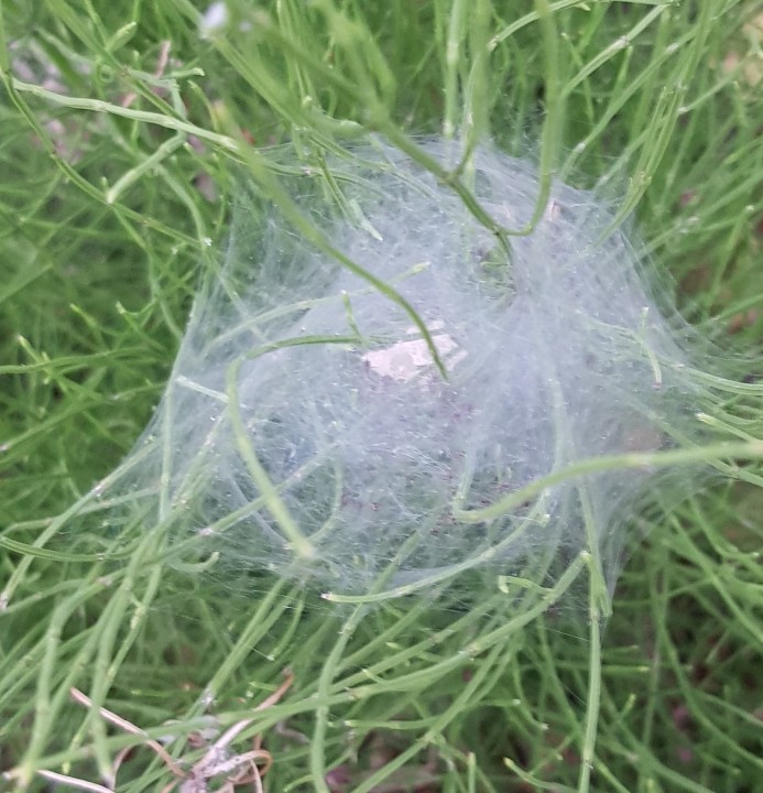 Nursery web spider 3 Copyright: Peter Reynolds
