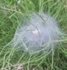 Nursery web spider 3