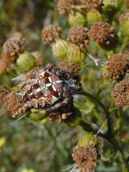 Araneus diadematus - camouflage Copyright: Roland Ramsdale