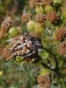 Araneus diadematus - camouflage