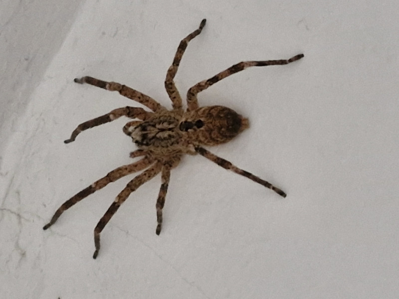 Bedroom spider Sept 2025 Copyright: Cath Norton