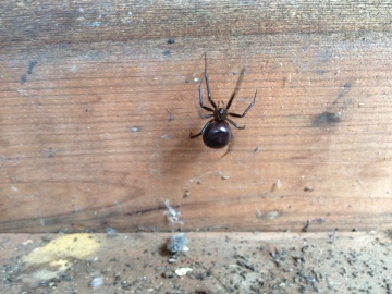 Shed Dweller Copyright: Dominic Fortnam