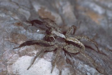 Alopecosa barbipes Copyright: Peter Harvey