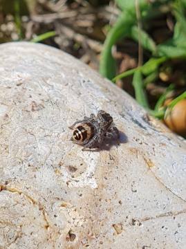 Pellenes tripunctatus Dungeness Copyright: Vicky Gilson