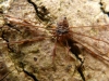 Dicranopalpus ramosus male 061215 (2)