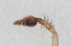 Cheiracanthium sp. 4