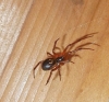 False Widow Spider in Taunton