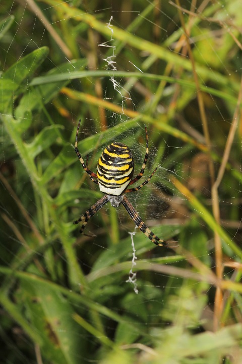 Wasp spider Bedfordshire Copyright: Richard Vandersteen