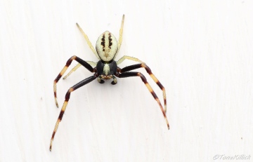 Misumena vatia male Gloucester 1 Copyright: Tone Killick